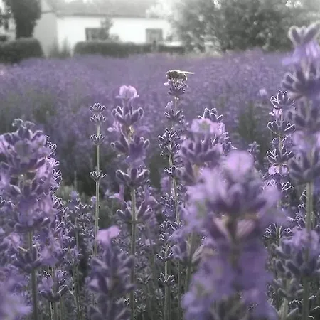 Salas Dordevic Subotica