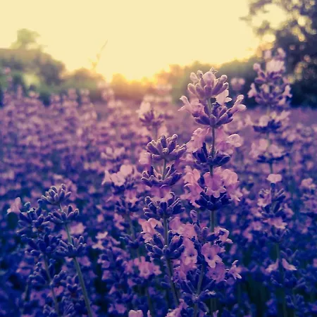 Gostinjska kuća Salas Dordevic Subotica